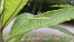 Mantidae