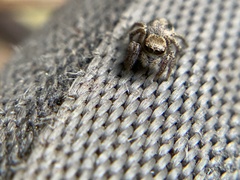 Salticidae