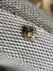 Salticidae