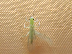 Alloperla