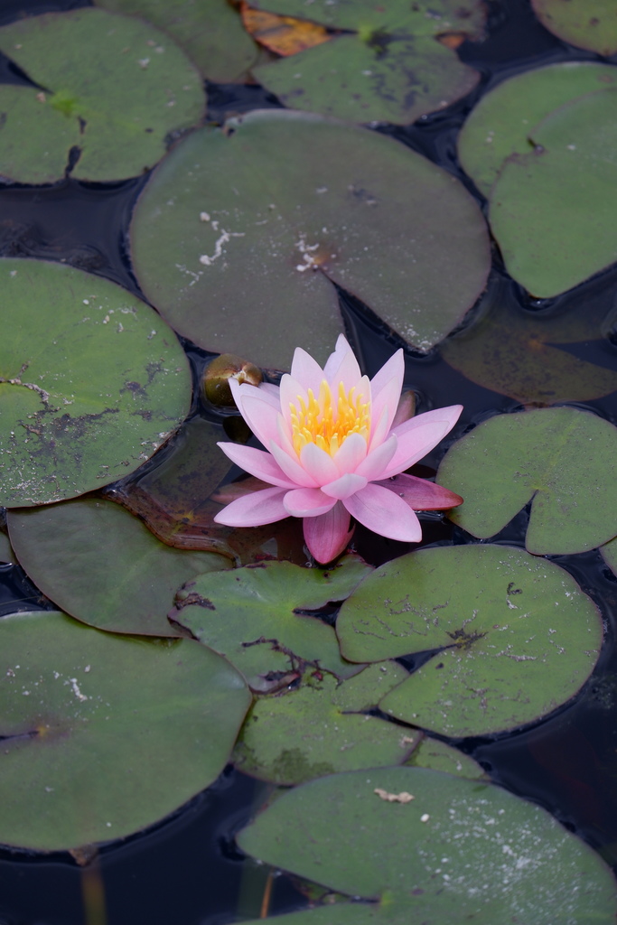 Nymphaea odorata, Burlington County, NJ, USA