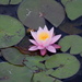 Waterlily Family - Photo (c) Bonnie Semmling, some rights reserved (CC BY), uploaded by Bonnie Semmling
