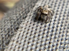 Salticidae