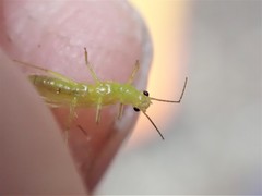 Alloperla