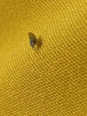 Psylla buxi