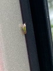 Psylla buxi