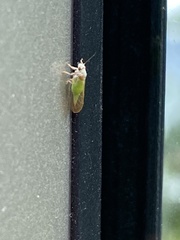 Psylla buxi