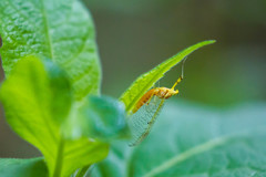 Stenacron interpunctatum interpunctatum