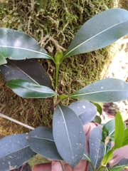 Coptosperma