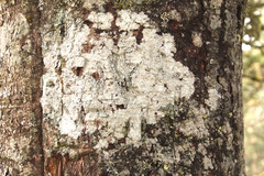 Pertusaria paratuberculifera