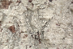 Pertusaria paratuberculifera