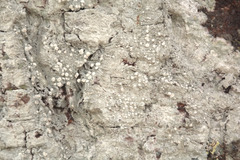 Pertusaria paratuberculifera