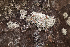 Stereocaulon dactylophyllum