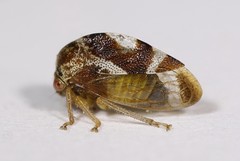 Cyrtolobus vau