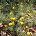 Coronidium monticola - Photo (c) linger, algunos derechos reservados (CC BY-NC), subido por linger