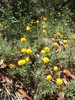 Coronidium monticola - Photo (c) linger, algunos derechos reservados (CC BY-NC), subido por linger