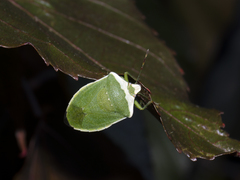 Nezara viridula