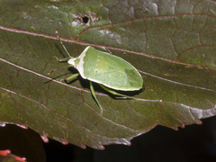 Nezara viridula