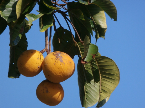 Sandoricum koetjape (Burm.fil.) Merr.