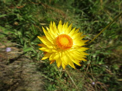 Xerochrysum subundulatum