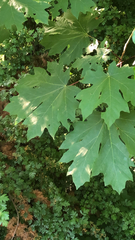 Acer macrophyllum