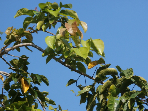 Sandoricum koetjape