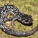 White-spotted Slimy Salamander - Photo (c) Ty Smith, some rights reserved (CC BY-NC), uploaded by Ty Smith