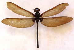 Gynacantha membranalis