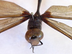 Gynacantha membranalis