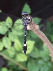 Micrathyria