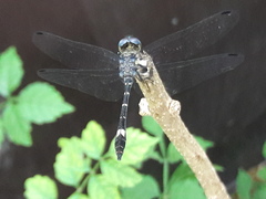 Micrathyria