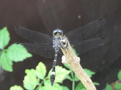 Micrathyria