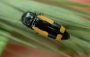 Ptosima gibbicollis