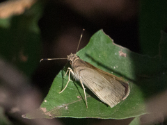 Cymaenes lepta