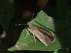 Cymaenes lepta