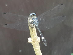 Micrathyria
