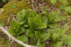 Clintonia umbellulata
