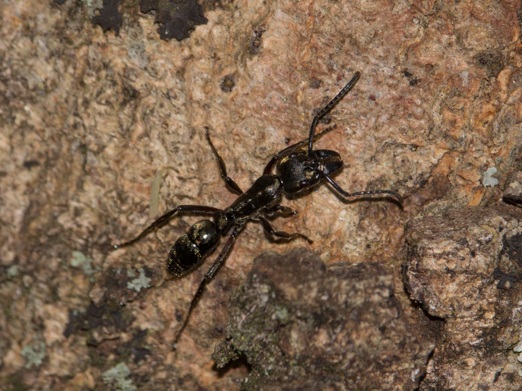 Neoponera foetida