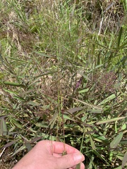 Dichanthelium microcarpon
