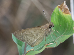 Cymaenes lepta