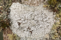 Pertusaria paratuberculifera