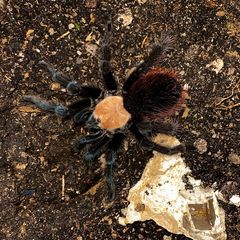 Brachypelma albiceps