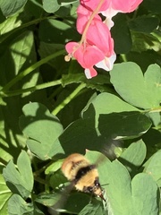 Bombus borealis