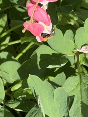 Bombus borealis