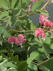 Bombus borealis