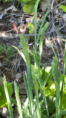 Phalaris caroliniana