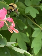 Bombus borealis