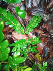 Albizia gummifera