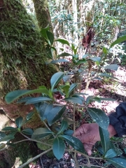 Coptosperma