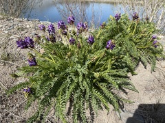 Oxytropis pseudoglandulosa